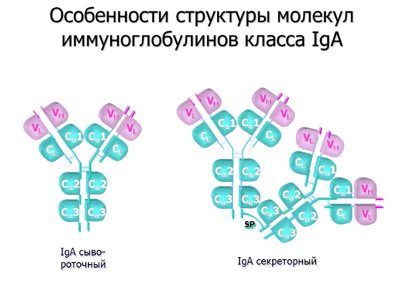 VL VH VH VL C3 C2 CL C1 CL C1 C2 C3 IgA сыво-